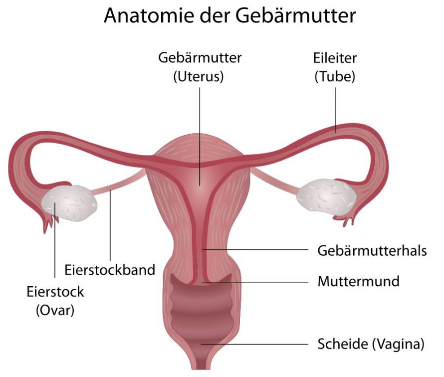 Anatomie der Gebärmutter